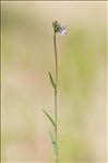 Linaria arvensis (L.) Desf.