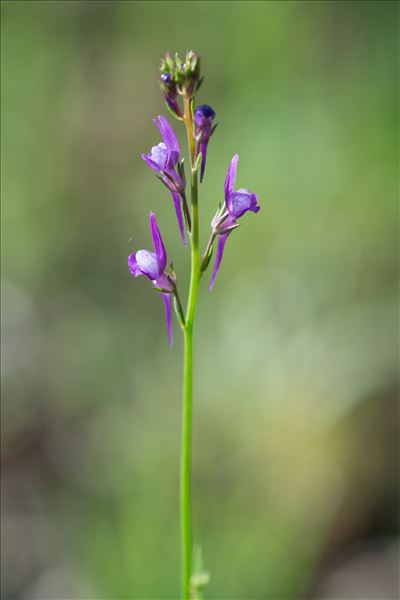 Linaria pelisseriana (L.) Mill.