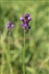 Linaria pelisseriana (L.) Mill.