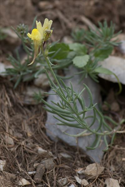 Linaria supina (L.) Chaz. subsp. supina