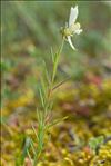 Linaria supina subsp. maritima (DC.) Laínz