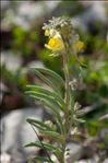 Linaria supina subsp. maritima (DC.) Laínz