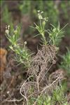 Plantago sempervirens Crantz