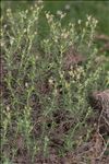 Plantago sempervirens Crantz