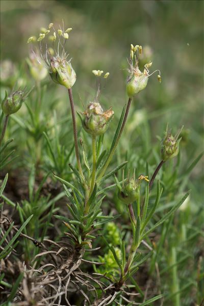 Plantago sempervirens Crantz