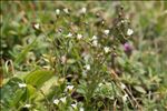 Linum catharticum L.