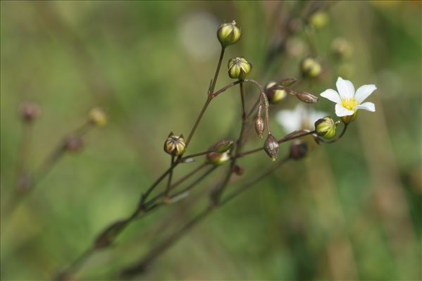 Linum catharticum L.