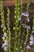 Anarrhinum bellidifolium (L.) Willd.