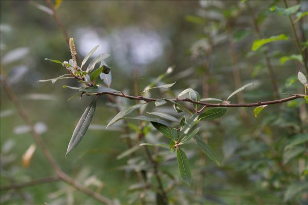 Salix x mollissima Ehrh. ex Elwert