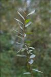 Salix x mollissima Ehrh. ex Elwert