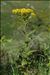Senecio ovatus subsp. alpestris (Gaudin) Herborg