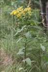 Senecio ovatus subsp. alpestris (Gaudin) Herborg