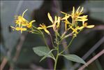 Senecio ovatus subsp. alpestris (Gaudin) Herborg