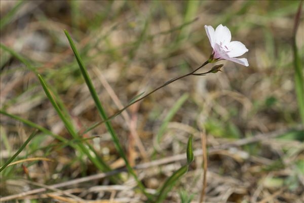 Linum tenuifolium L.