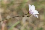 Linum tenuifolium L.