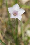 Linum tenuifolium L.