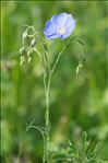 Linum usitatissimum L. subsp. usitatissimum