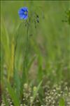 Linum usitatissimum L. subsp. usitatissimum