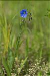 Linum usitatissimum L.