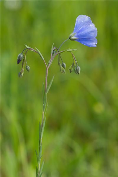 Linum usitatissimum L.