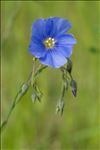 Linum usitatissimum L. subsp. usitatissimum