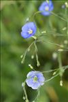 Linum usitatissimum L.