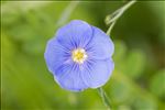 Linum usitatissimum L.