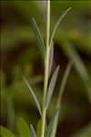 Linum usitatissimum L. subsp. usitatissimum