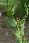Vaccaria hispanica (Mill.) Rauschert