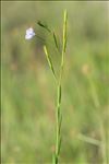 Linum usitatissimum subsp. angustifolium (Huds.) Thell.