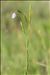 Linum usitatissimum subsp. angustifolium (Huds.) Thell.