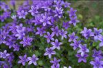 Campanula portenschlagiana Schult.