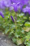 Campanula portenschlagiana Schult.