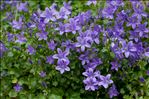 Campanula portenschlagiana Schult.