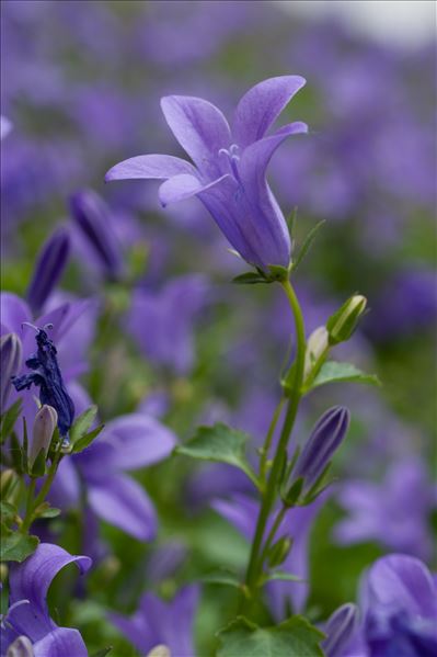 Campanula portenschlagiana Schult.