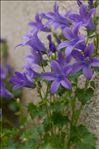 Campanula portenschlagiana Schult.