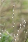 Lithospermum officinale L.