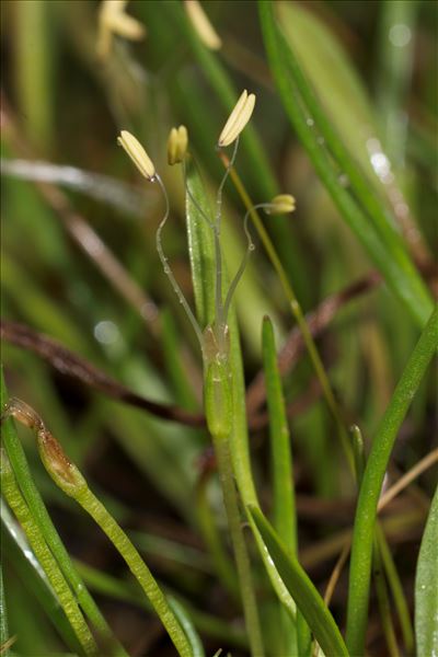 Littorella uniflora (L.) Asch.