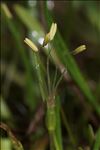 Littorella uniflora (L.) Asch.