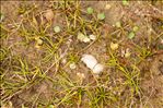 Littorella uniflora (L.) Asch.