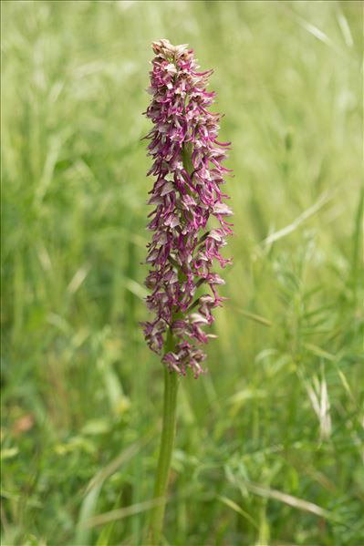 Orchis ×bergonii Nanteuil