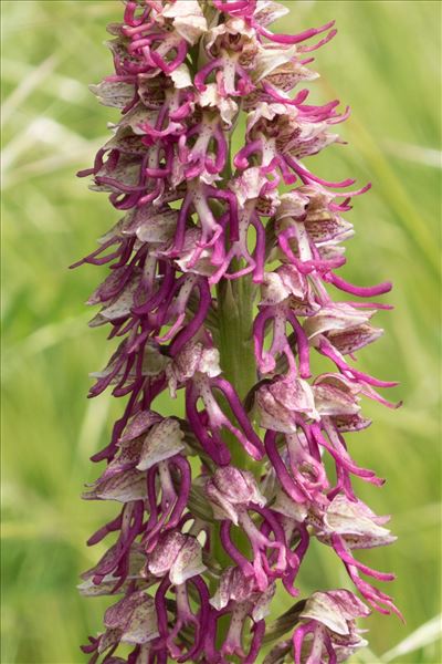 Orchis ×bergonii Nanteuil