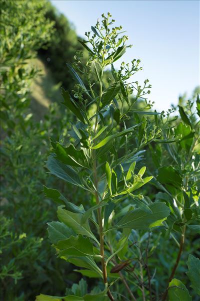 Baccharis halimifolia L.