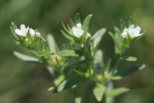 Buglossoides arvensis subsp. permixta (Jord.) R.Fern.