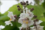 Catalpa bignonioides Walter