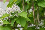 Catalpa bignonioides Walter