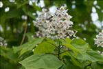 Catalpa bignonioides Walter