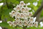 Catalpa bignonioides Walter