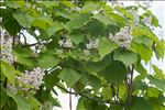 Catalpa bignonioides Walter