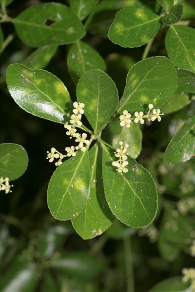 Euonymus japonicus L.f.